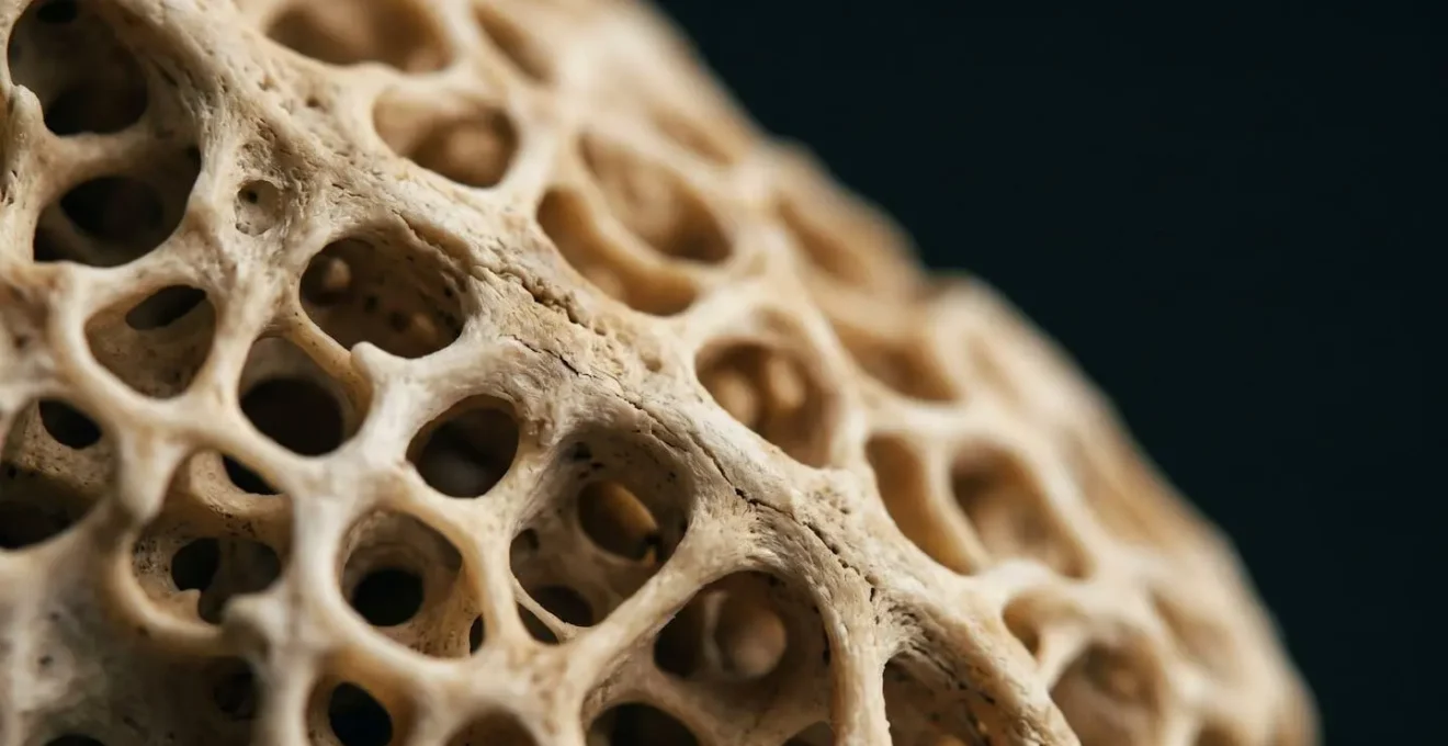Detail macro de la structure osseuse revelatrice des mecanismes de piezoelectricite lors des impacts au tennis